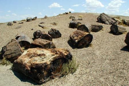 Parcul National Padurea Pietrificata, Arizona